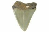 Serrated, Juvenile Megalodon Tooth - North Carolina #377054-1